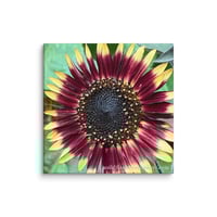Image 1 of Sunflower - 12” X 12” Canvas Print