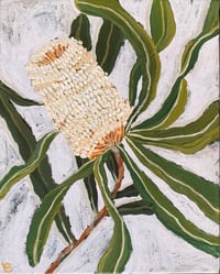 Image 1 of banksia 