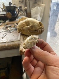 Image 5 of Antler Badger skull pendant 