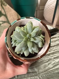 Image 2 of xSedeveria 'Blue Burrito' succulent in Elephant Mug