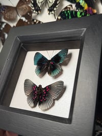 Image 2 of Apollo Metalmark