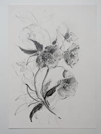Hellebores IV