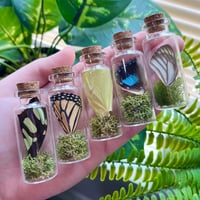 Image 1 of Butterfly Curio Jar