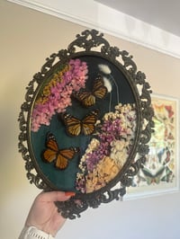 Image 1 of Monarch Butterflies Antique Frame