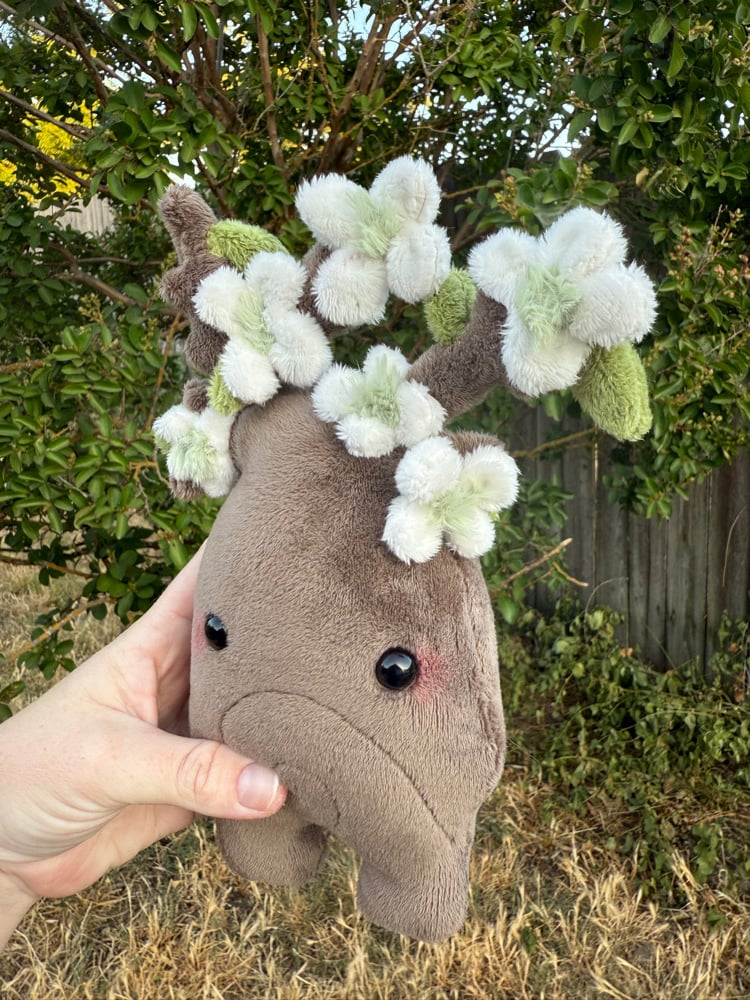 Image of dogwoodtree
