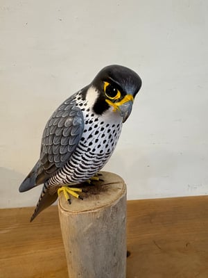 Image of Falcon 