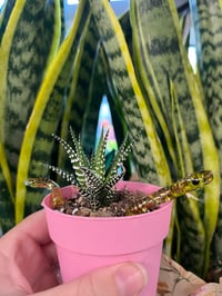 Image 4 of Snake Plant Ornament with 22k Gold Lustre details