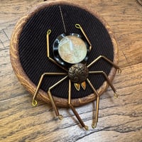 Image 1 of Amapnid (a, 3.5 inches) 