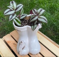 Image 1 of  Purple Tradescantia in White Boots with Bird