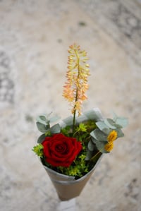 Image 3 of Rosa de Sant Jordi - La nostra preferida