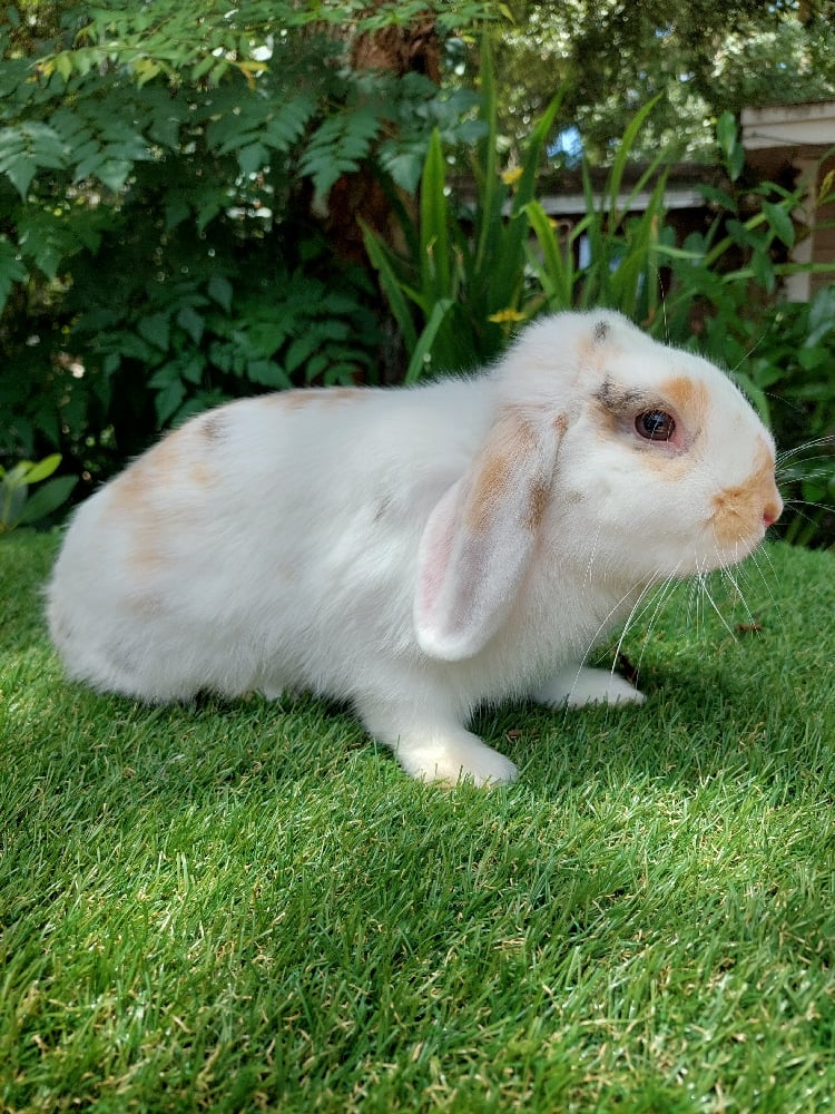 Image of Thor (M)