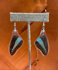 Image 1 of Blue Triangle Forewings