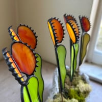 Image 3 of Venus Flytraps