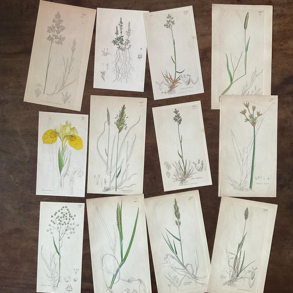 Image of Botanical Prints