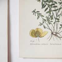 Image 5 of Planches De Botanique Couleurs -