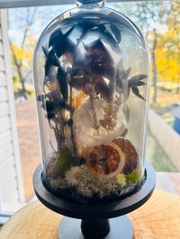 Image 1 of Cat Skull Large Terrarium 