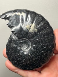 Image 8 of Black Ammonite Fossil With Pyrite Madagascar #2706