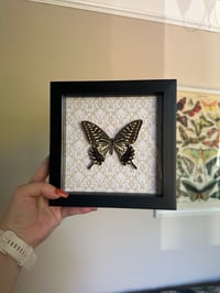 Image 4 of Asian Swallowtail Frame