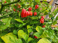 Image 5 of Roasted Red Habanero & Garlic