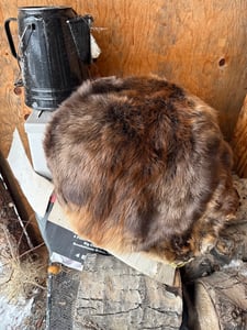Image of Tanned beaver skin