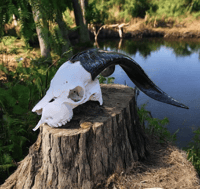 Image 1 of Large Goat Skull ( Craft Grade ) 