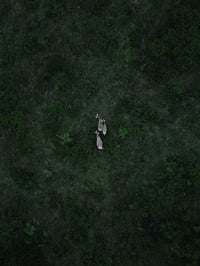 Image 1 of Three Wild Stripes