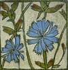 Chicory 