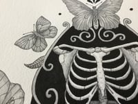 Image 3 of Skeleton With Moths And Butterflies Original Drawing