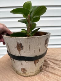 Image 3 of Baby Rubber Plant in Rustic Wooden Pot 