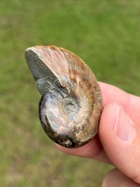 Image 2 of Opalized Ammonite Shell Fossil #2248