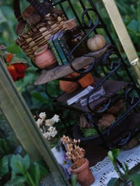 Image 5 of Greenhouse Curiosity 