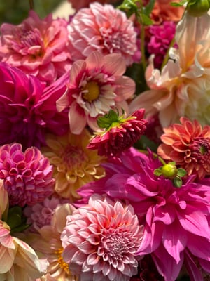 Image of Dahlia Subscription 