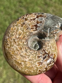Image 4 of Ammonite Fossil | Madagascar #3022