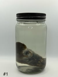 Image 2 of Vole (Microtus pennsylvanicus) Wet Specimen