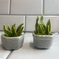 Image 2 of Little plant pots 