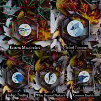 Image 3 of Bird Collection- Paintings