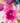 Vivienne Orchid Pink 