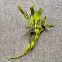 Image 2 of Macrocystis pyrifera (Giant Bladder Kelp)