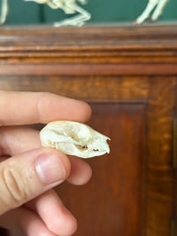 Image 3 of sugar glider skull 