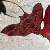 Image 5 of Bat Skeletons