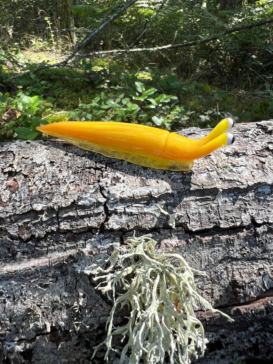 Image of Yellow/orange Boro Slug