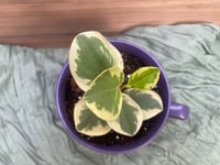 Image 2 of Sweet & Sour Peperomia in "Be Nice, The End" Mug