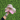 Pink & Cream Unavailable SnapBack