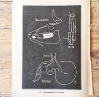 Image 14 of Planche histoire naturelle en noir & blanc