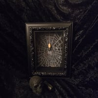 Image 1 of Incredible orbweaver spider with preserved web inside a beautiful box frame
