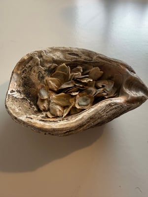 Image of Cobaea Scandens plant - white 