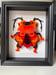 Image of Orange-booted Tufted Transport Beetle