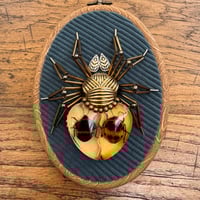 Image 4 of Specimen spider (c, 4x5  inches)