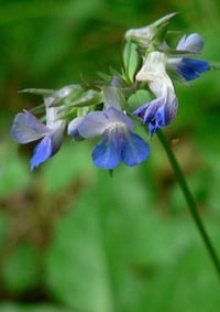 Image 4 of Large Blue Eyed Mary : Collinsia grandiflora