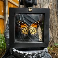 Image 3 of Monarch Butterfly
